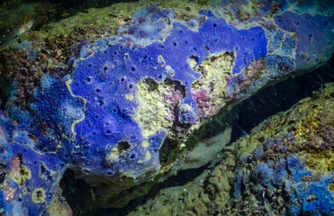Sea sponges in underwater caves in Bulgaria, Fauna of the Black Sea
