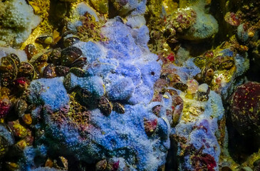 Sea sponges in underwater caves in Bulgaria, Fauna of the Black Sea