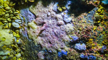 Sea sponges in underwater caves in Bulgaria, Fauna of the Black Sea