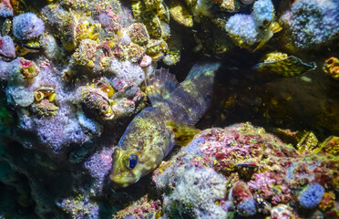 Rock goby (Gobius paganellus), at night fish among the rocks