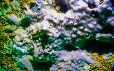 Sea sponges in underwater caves in Bulgaria, Fauna of the Black Sea