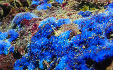 Sea sponges in underwater caves in Bulgaria, Fauna of the Black Sea