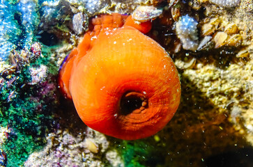 Beadlet anemone (Actinia equina), sea anemones on underwater rocks