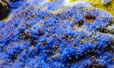 Sea sponges in underwater caves in Bulgaria, Fauna of the Black Sea