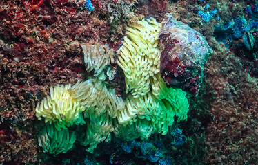 Cocoons of the predatory mollusk Rapana venosa, the invader in the Black Sea