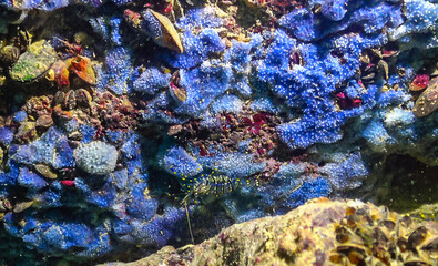 Sea sponges in underwater caves in Bulgaria, Fauna of the Black Sea