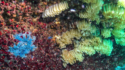 Cocoons of the predatory mollusk Rapana venosa, the invader in the Black Sea