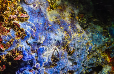 Sea sponges in underwater caves in Bulgaria, Fauna of the Black Sea