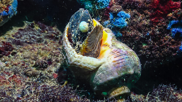 Marine invasive species Veined whelk (Rapana venosa), the mollusk slowly climbs out