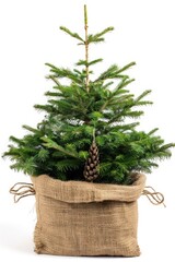 A medium size Christmas tree in a jute pot, white background 
