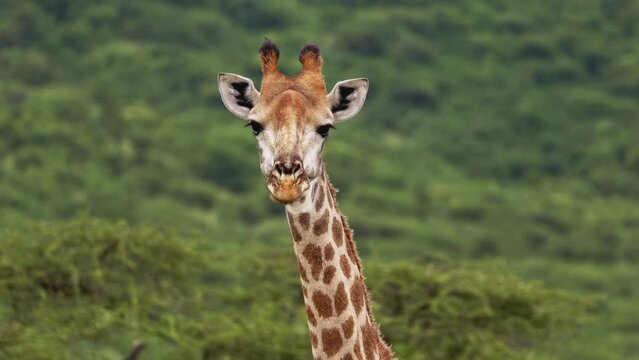 Portrait of wild African giraffes closeup in forest. footage of a herd of wild African giraffe herd eating leaves from trees. South Africa safari in national park. Amazing rare shot of african animals