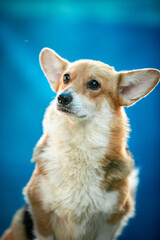Portrait of a Corgi Dog