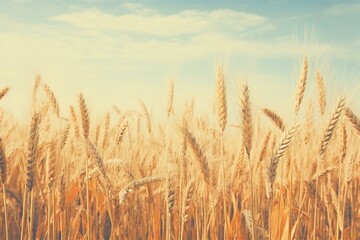 Fototapeta premium A picturesque view of a golden wheat field stretching into the distance under a vibrant summer sky.