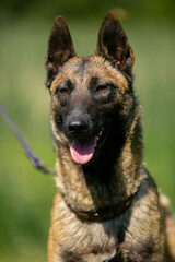 Porter Malinois close up