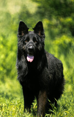 german shepherd dog