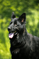 Fototapeta premium german shepherd dog