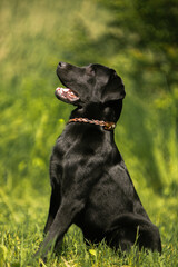 black labrador retriever dog