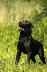 black labrador retriever dog