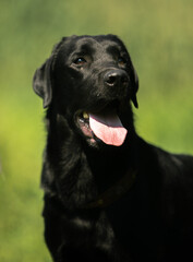 black labrador retriever dog