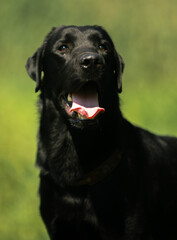 black labrador retriever dog