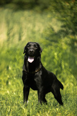 black labrador retriever dog
