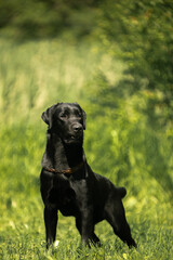 black labrador retriever dog