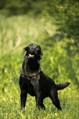 black labrador retriever dog