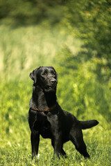 Fototapeta premium black labrador retriever dog