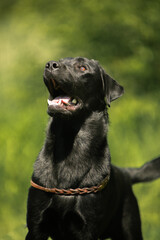 black labrador retriever dog