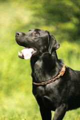 black labrador retriever dog