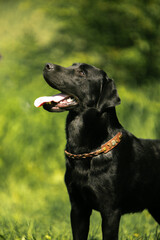 black labrador retriever dog