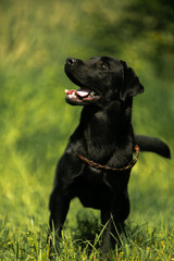 black labrador retriever dog