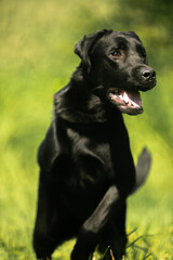 black labrador retriever dog