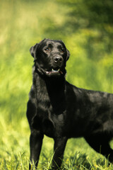 black labrador retriever dog