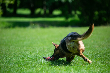 german shepherd dog running