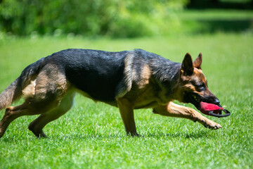 german shepherd dog running