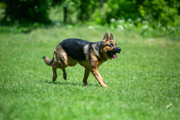 german shepherd dog running