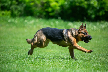 german shepherd dog running