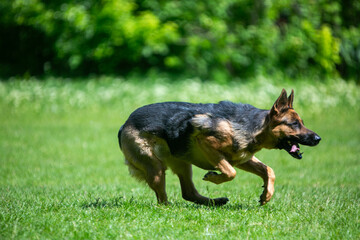 german shepherd dog running