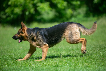 german shepherd dog running