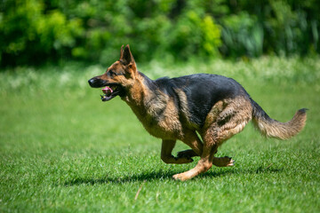 german shepherd dog running