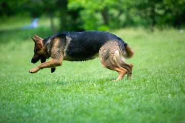 german shepherd dog running