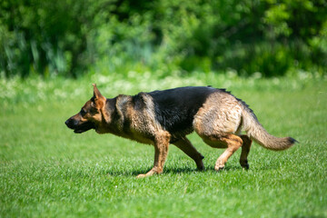 german shepherd dog running