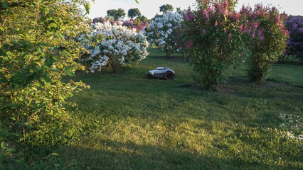 Lawn maintenance with a robotic lawnmower. A robot mows the grass in a blooming lilac garden - the lawn cutter machine is in automatic operation.