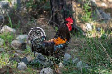 Wunderschöner, bunter Hahn, Gockel in der freien Wildbahn unter Bäumen im Wald, Wiese