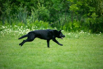 german shepherd dog on grass