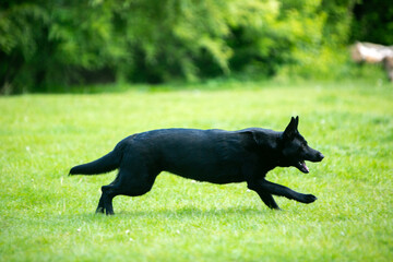 german shepherd dog on grass