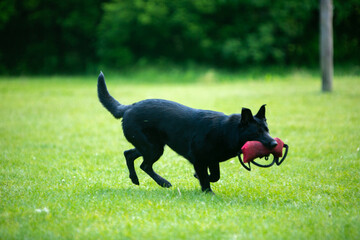 german shepherd dog on grass