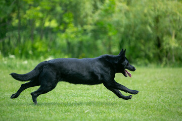 german shepherd dog on grass