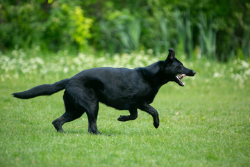 german shepherd dog on grass